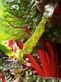 Rhubarb, Adelaide Botanic Gardens P1080808